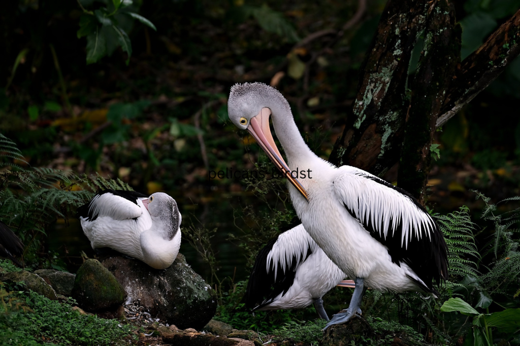 pelicans-birds