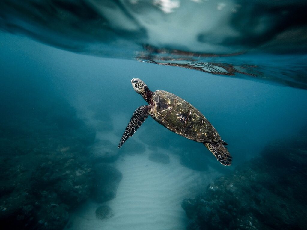 Green Ocean Turtles