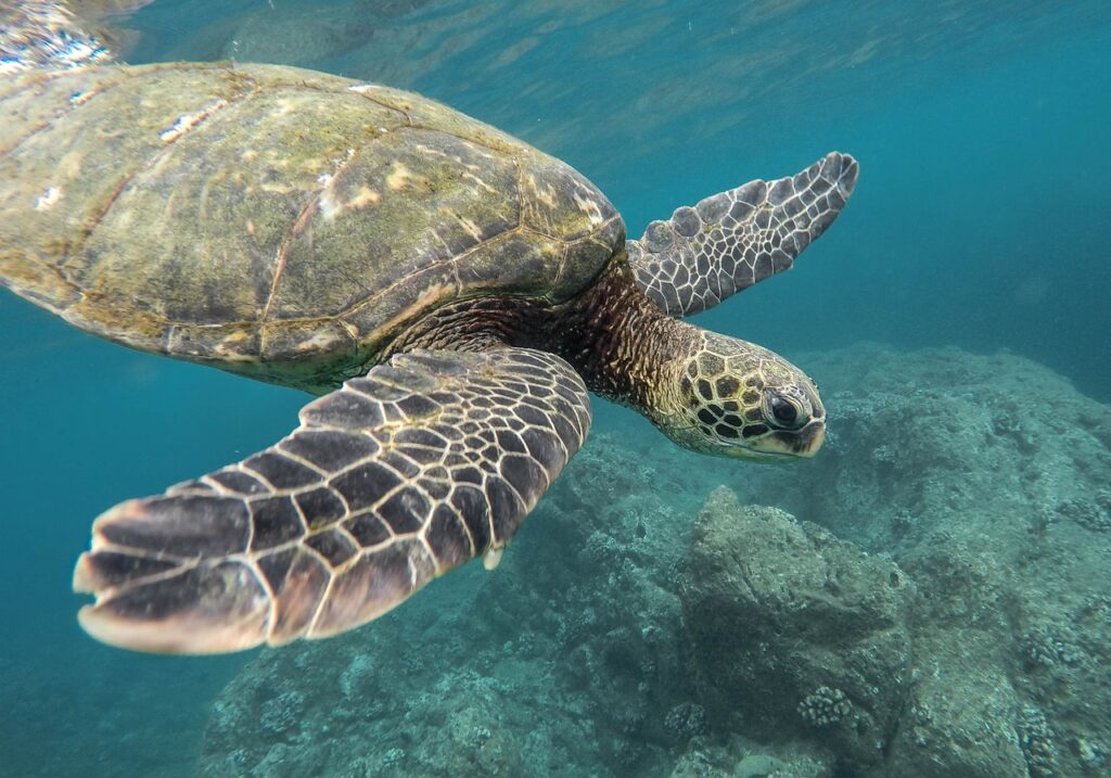 Green Ocean Turtles