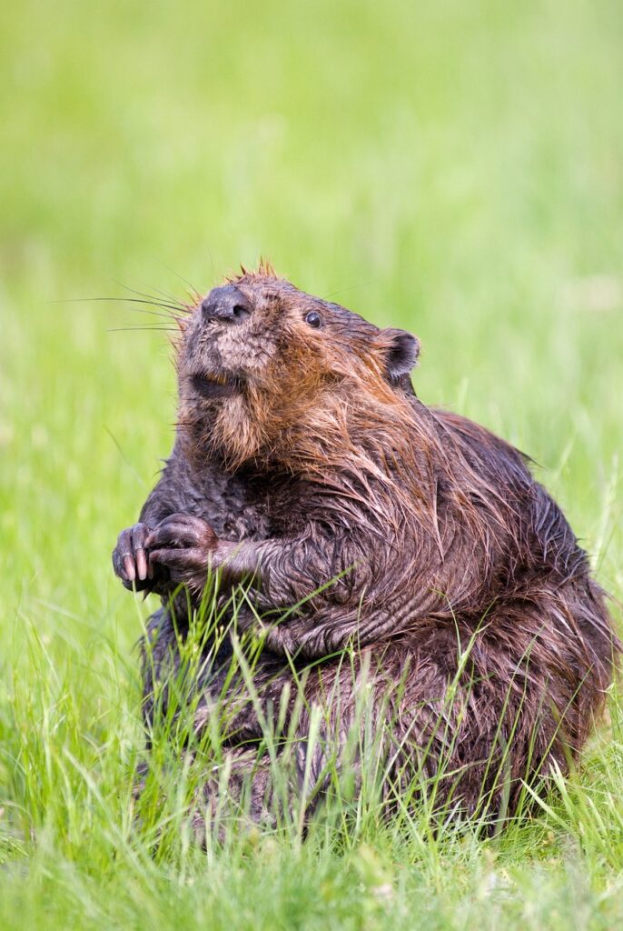 beaver