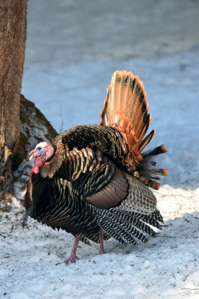 Wild Turkey 