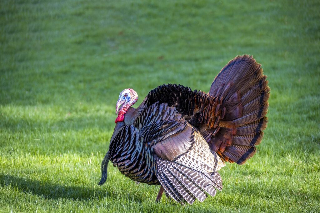 Wild Turkey 