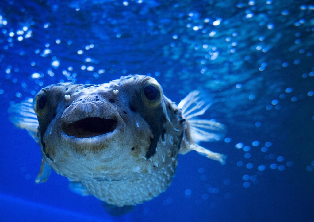 blowfish