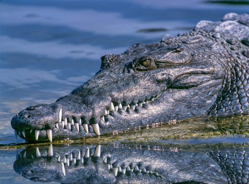 saltwater crocodile