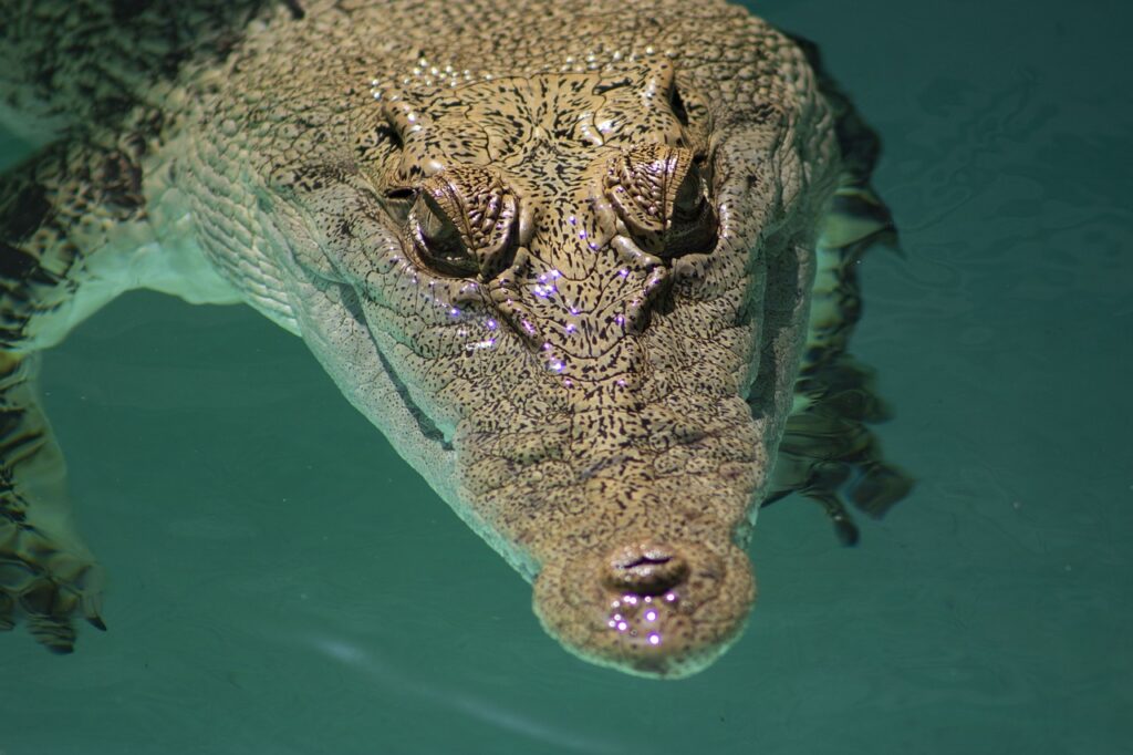 saltwater crocodile