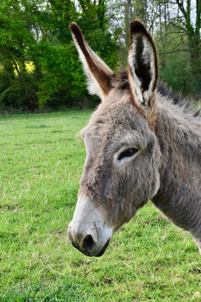 donkey