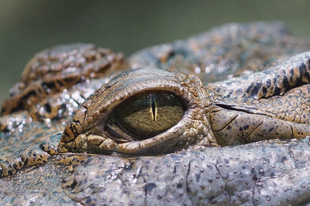 saltwater crocodile