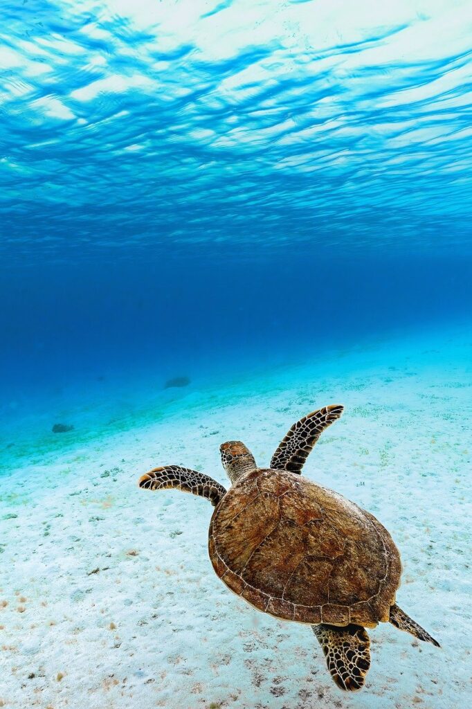 Green Ocean Turtles