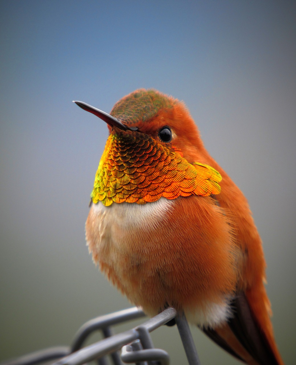 Investigating Normal Qualities Among Birds