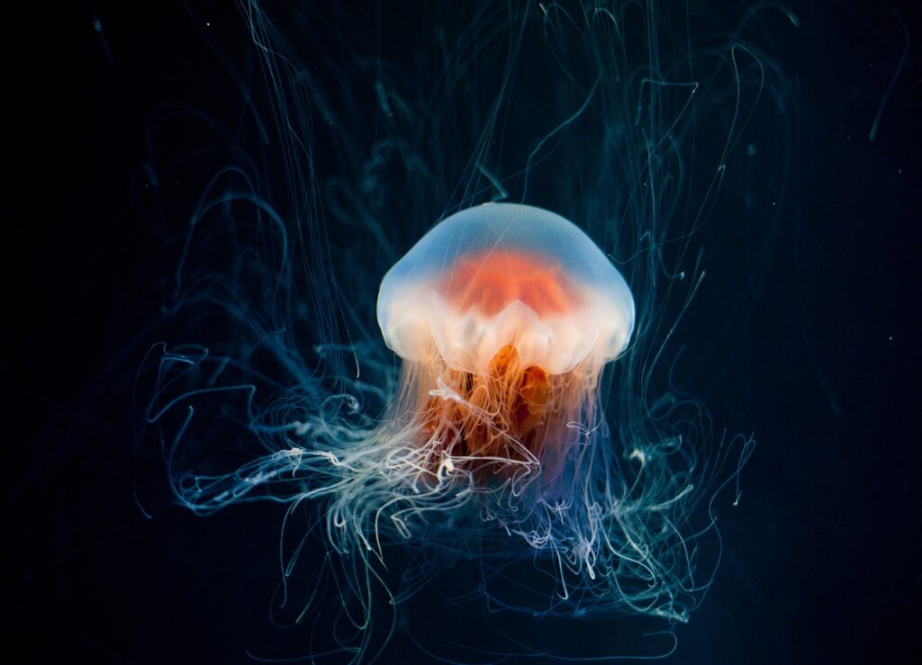 Jellyfish 