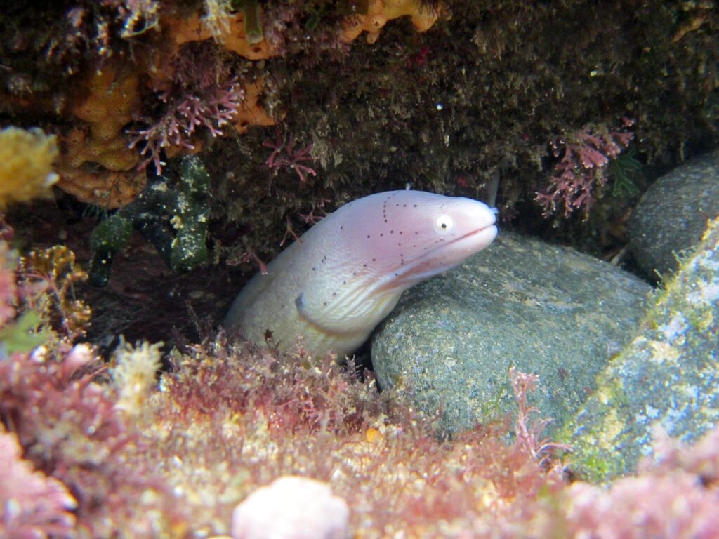 The electric eel (Electrophorus electricus)