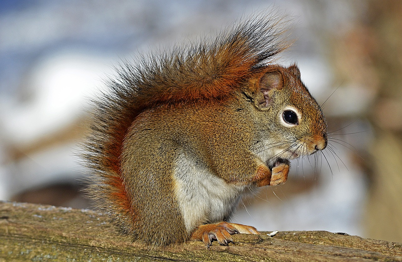 red-squirrel