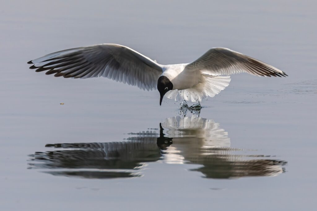 Cold Tern