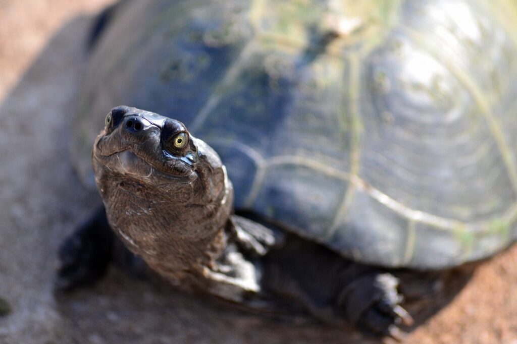 Green Ocean Turtles