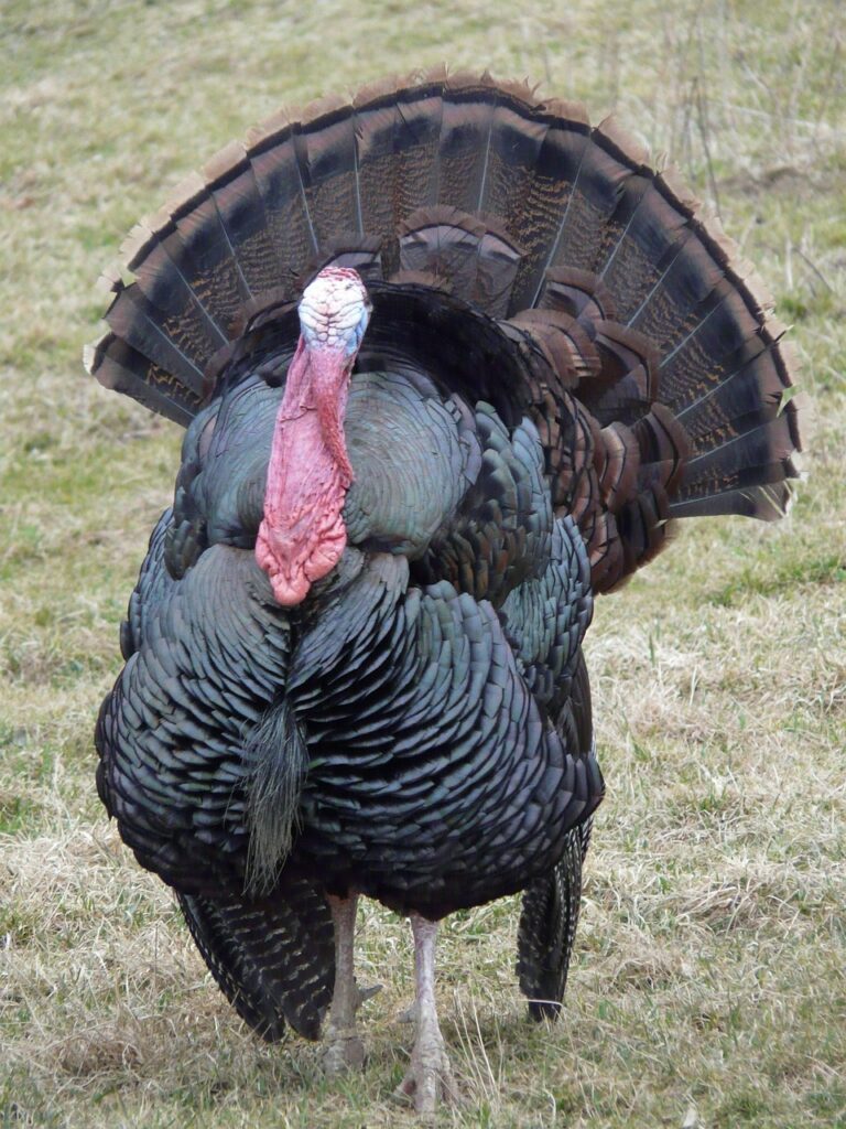 Wild Turkey 