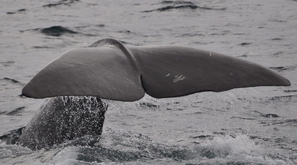 Goliath whales