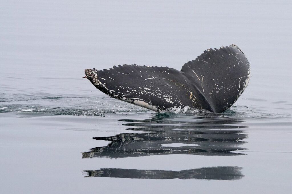 Goliath whales